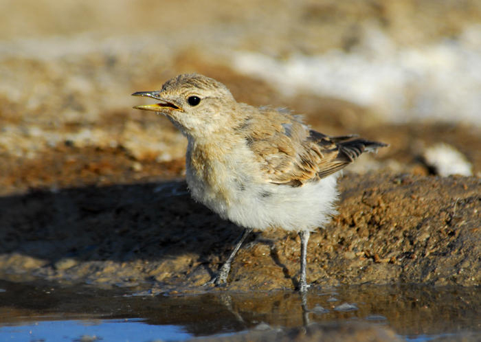 Muscicapidae