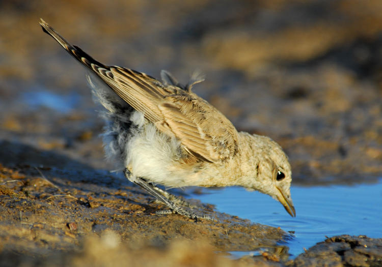 Muscicapidae