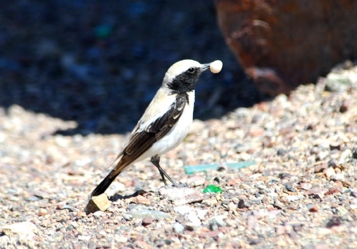 Muscicapidae