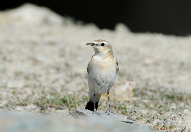 Passeriformes