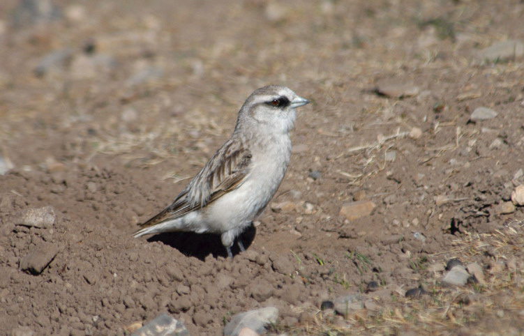 Passeriformes