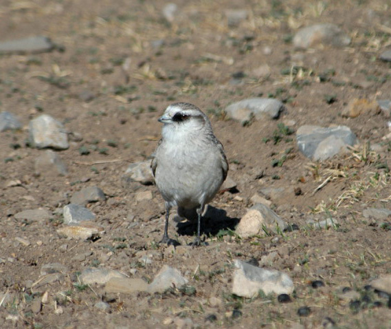 Passeriformes