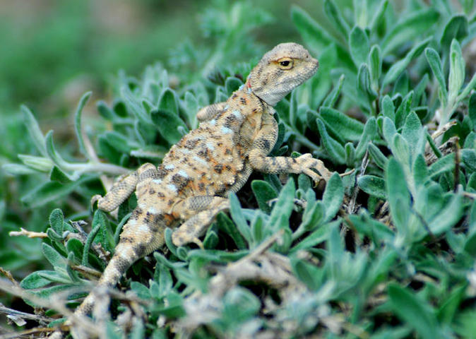 Photo of Phrynocephalus helioscopus