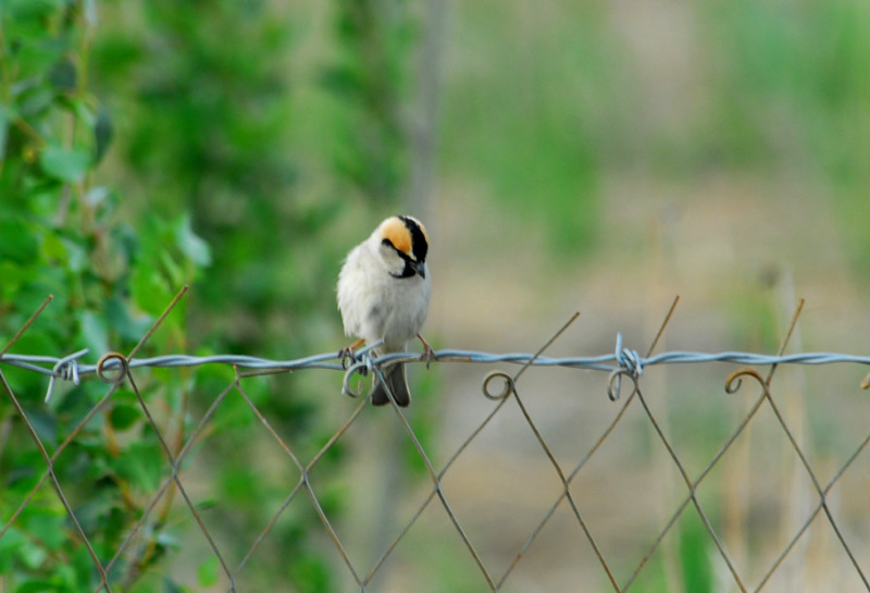 Passeriformes