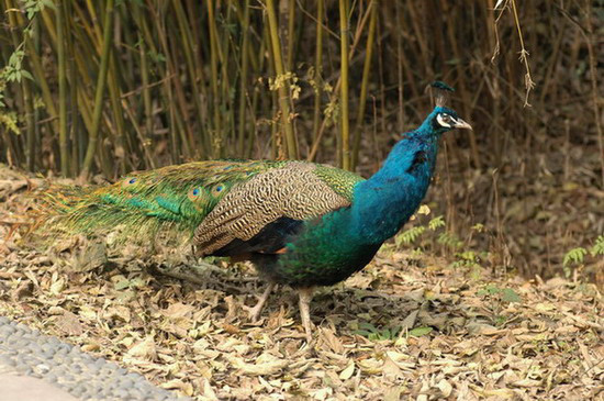 Galliformes