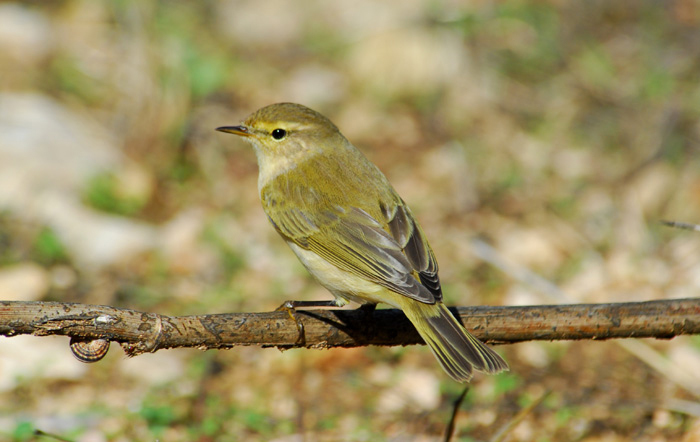 Phylloscopus