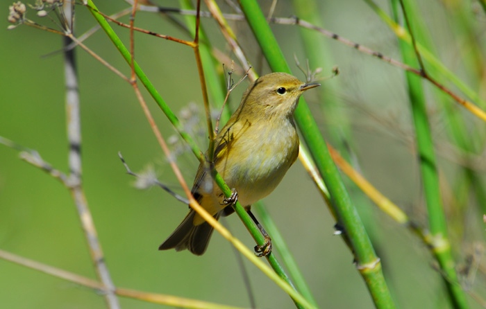 Phylloscopus