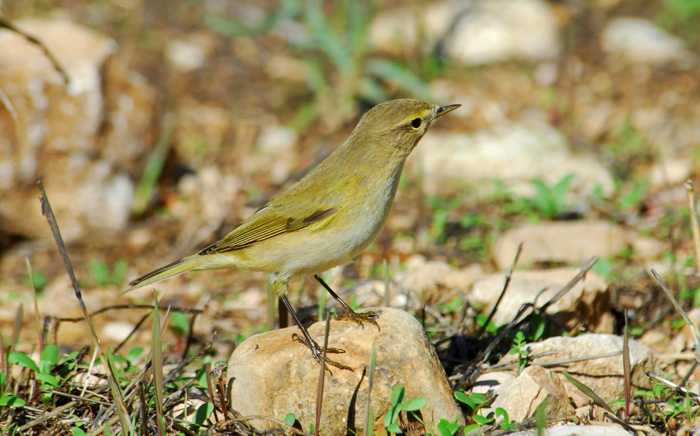 Phylloscopus collybita