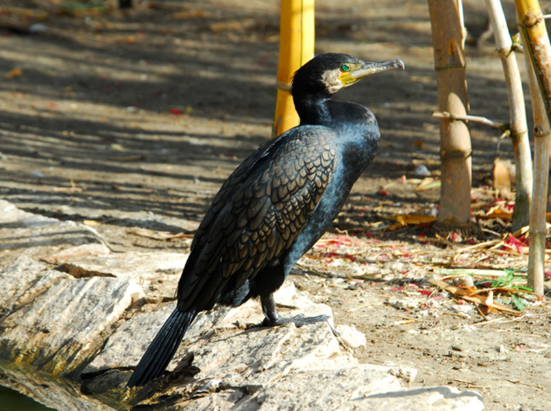 Phalacrocorax carbo