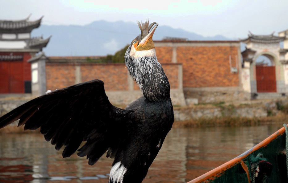 Phalacrocorax carbo