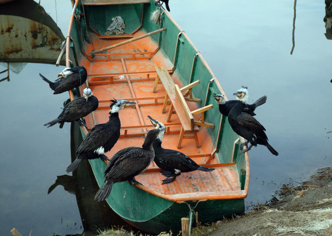 Phalacrocoracidae