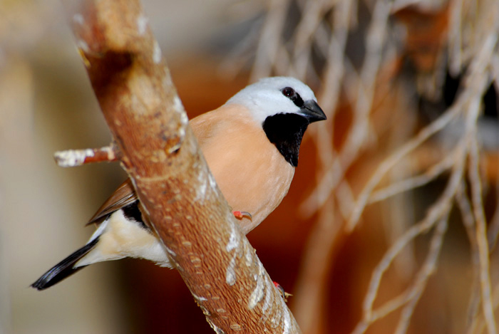 Passeriformes