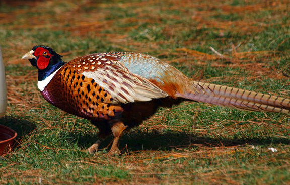 Galliformes