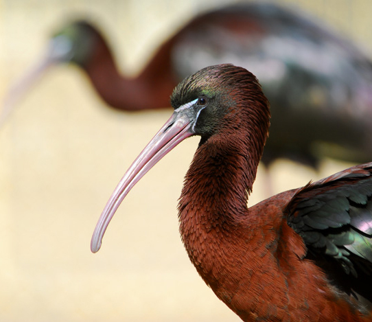 Ciconiiformes