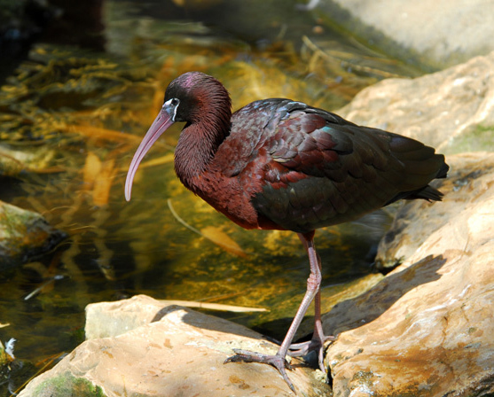 Ciconiiformes