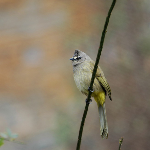 Passeriformes