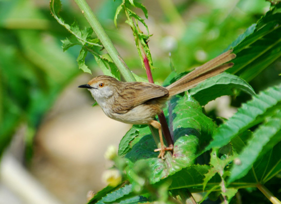 Prinia gracilis