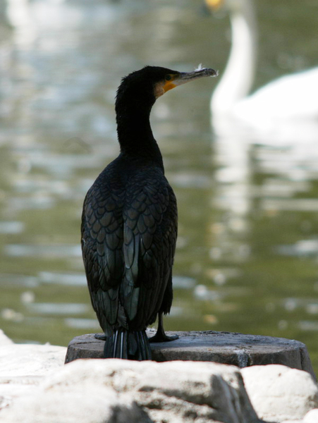 Phalacrocorax carbo