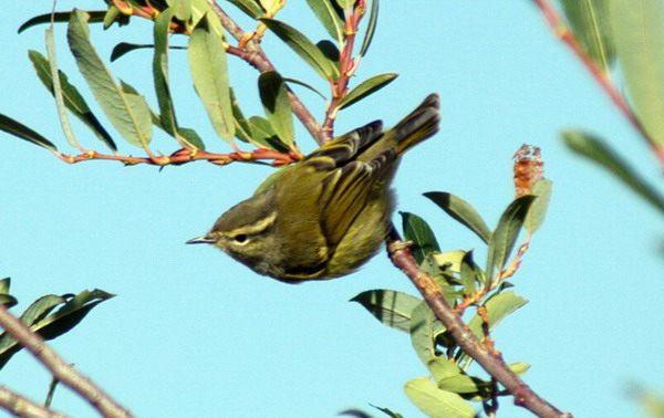 Phylloscopuspulcher