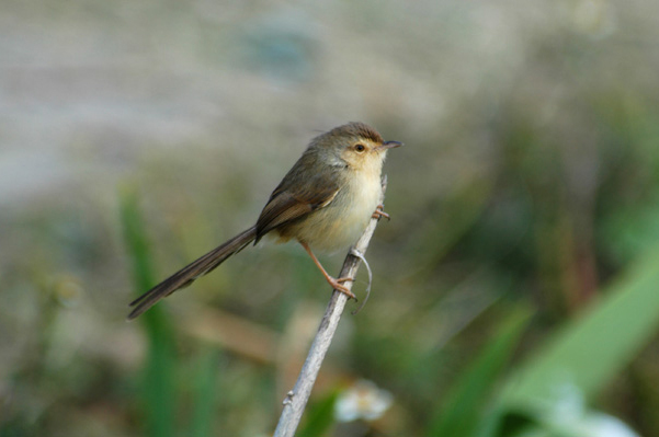 Prinia