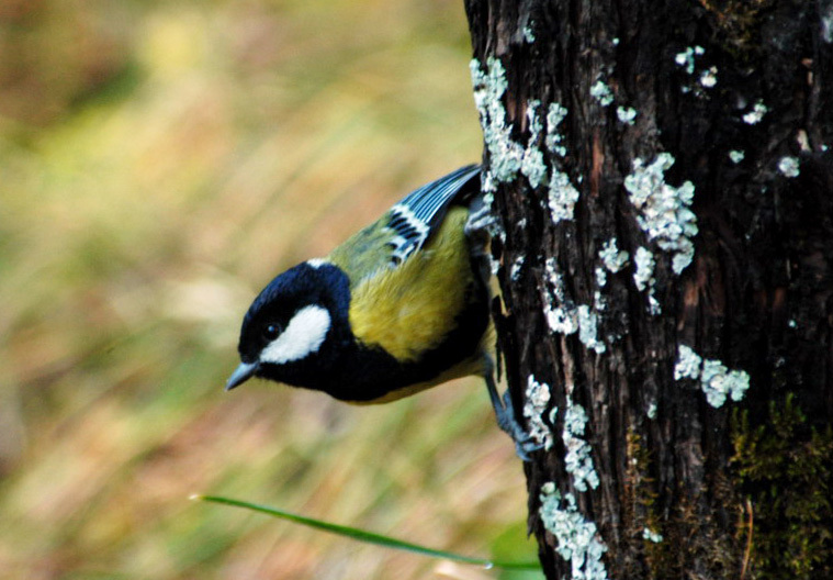 Passeriformes