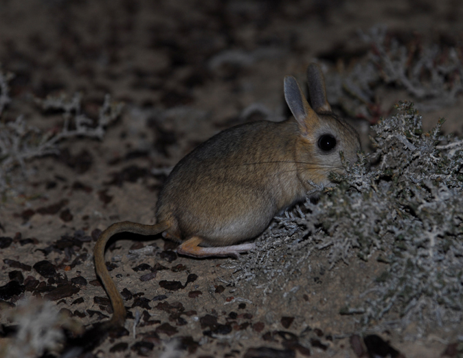 Eumetazoa