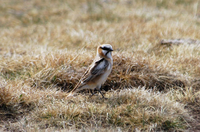 Pyrgilauda ruficollis