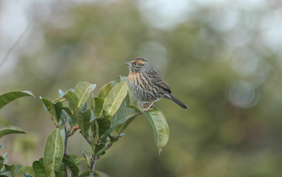 Passeriformes