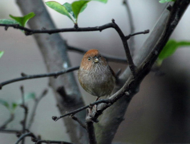 Paradoxornis webbianus