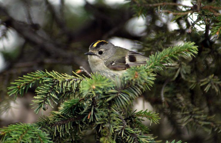 Passeriformes