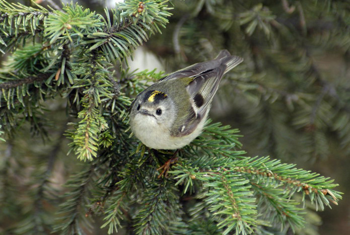 Passeriformes