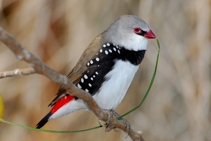 Stagonopleura guttata