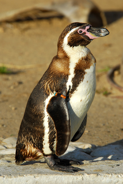 Spheniscus humboldti