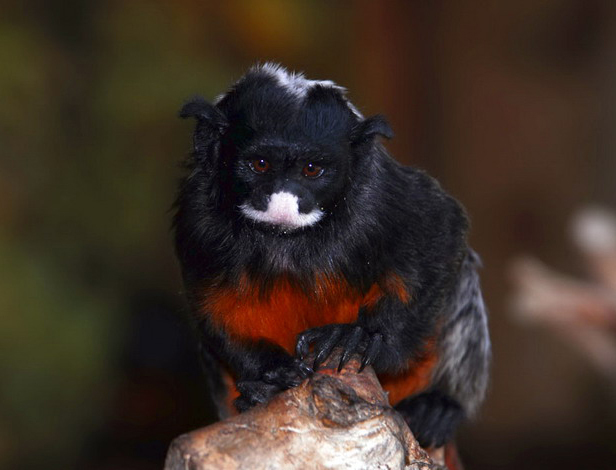 Saguinus labiatus