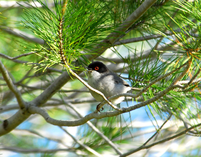 Sylvia melanocephala