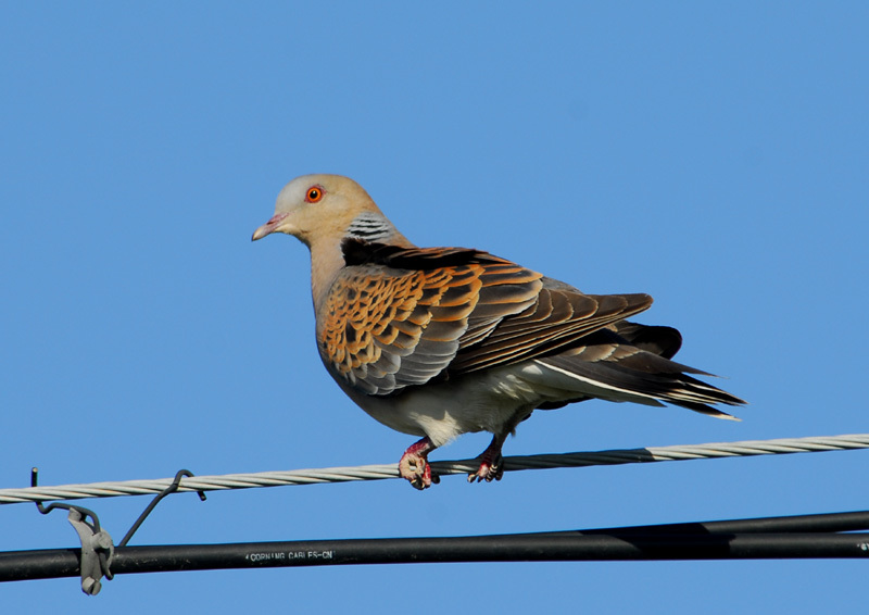 Streptopelia orientalis