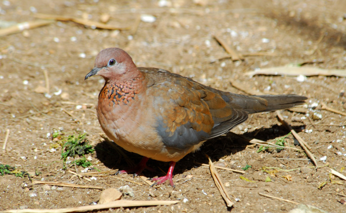 Streptopelia