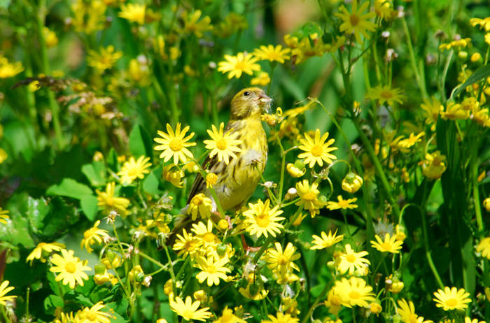 Passeriformes