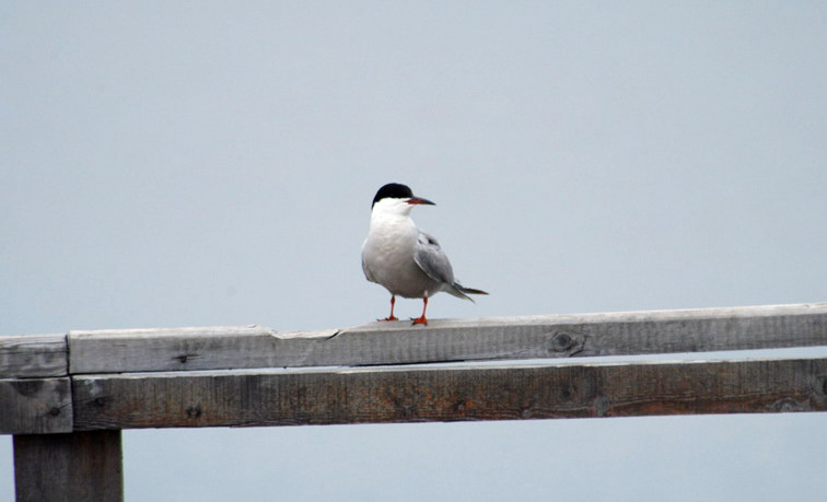 Charadriiformes