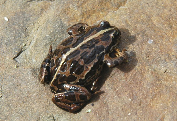 Tibetanfrog1