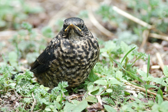 Turdus