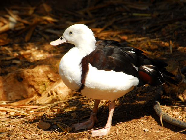 Anseriformes