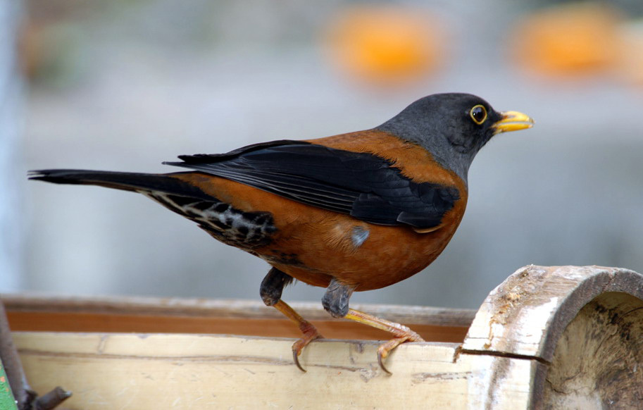 Turdus rubrocanus