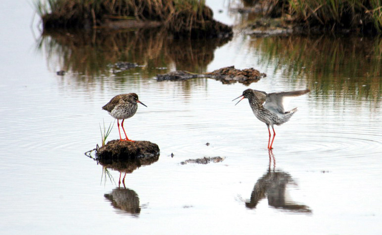 Charadriiformes