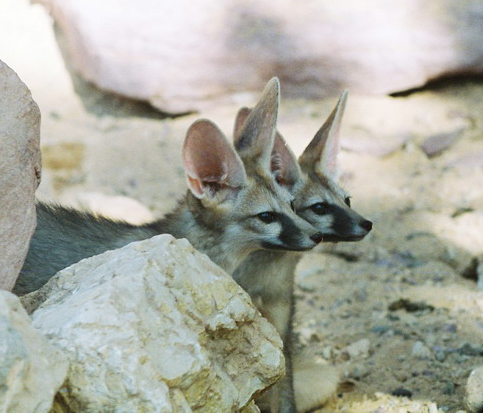 Eumetazoa