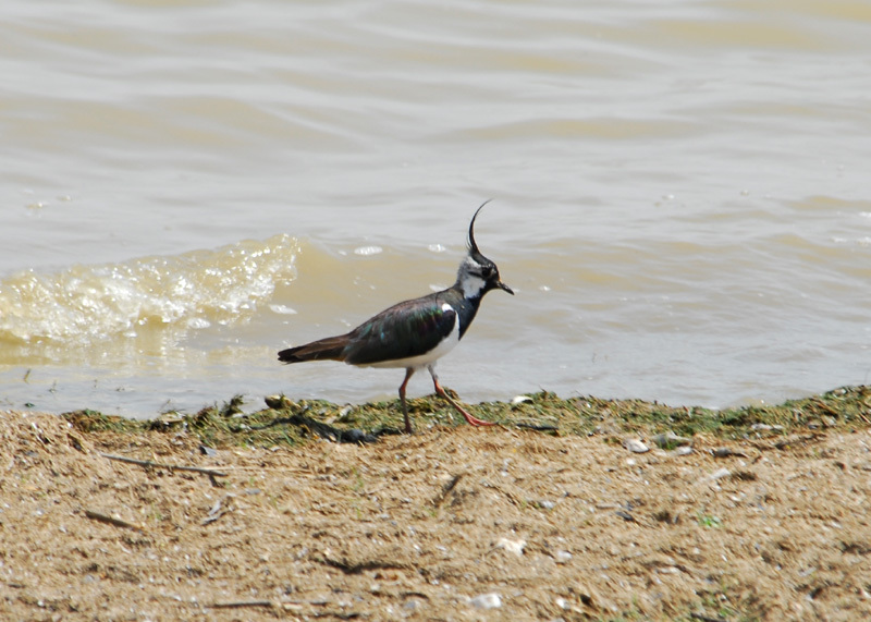 Charadriiformes