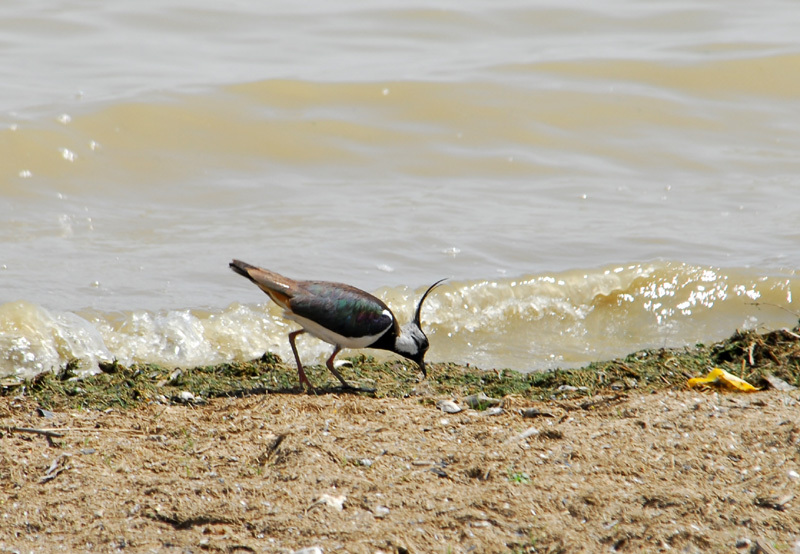 Vanellus vanellus