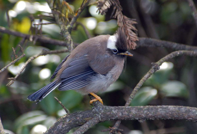 Yuhina diademata