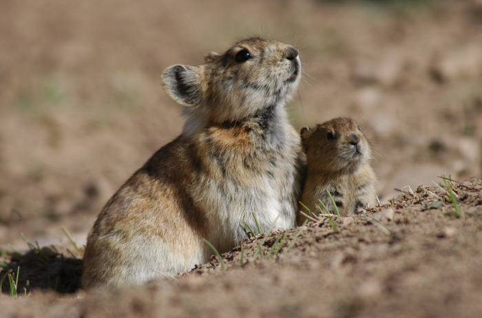 Lagomorpha