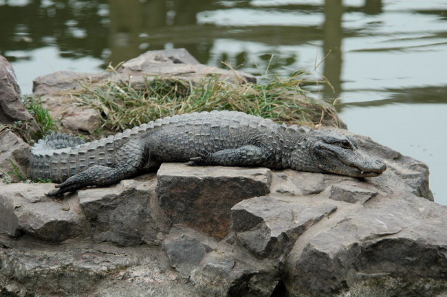 Alligator sinensis